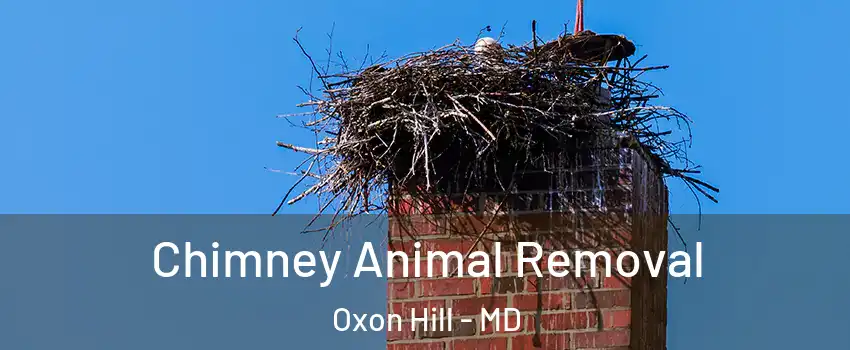 Chimney Animal Removal Oxon Hill - MD